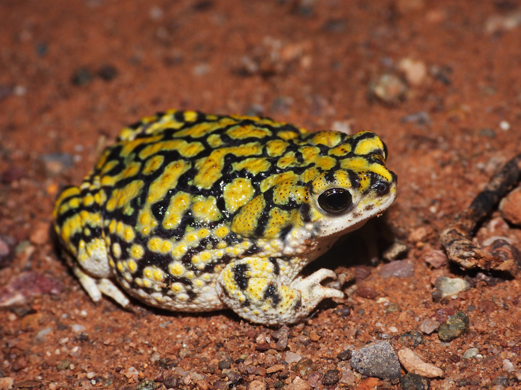 Sonoran Green Toad