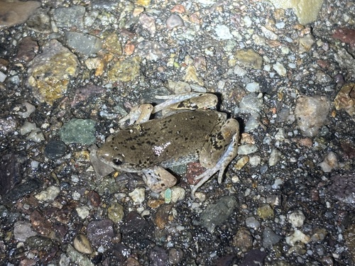 Mazatlan Narrow-mouthed Toad