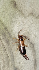 Forficula auricularia