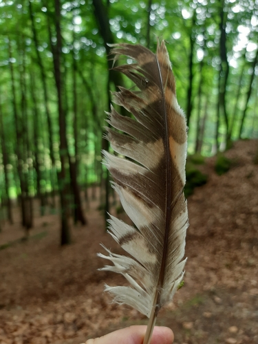 View observation of {o.common_name} on iNaturalist