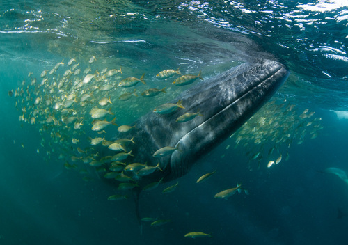 Bryde's whale