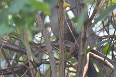 Ceuthmochares australis