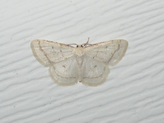 Protitame virginalis