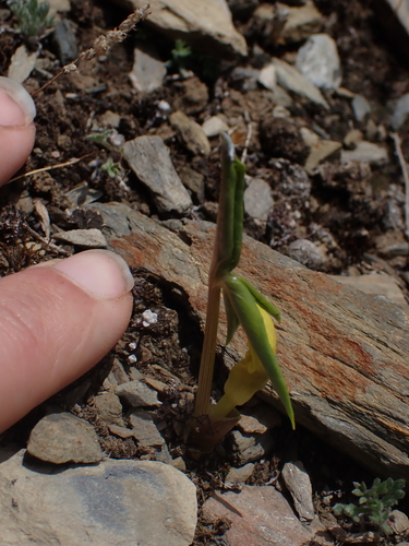 Arisaema flavum, photograph 4