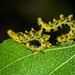 Dusky Birch Sawfly - Photo (c) David Cappaert, some rights reserved (CC BY-NC), uploaded by David Cappaert