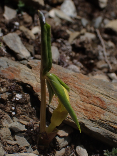Arisaema flavum, photograph 3