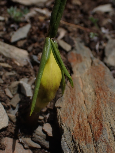 Arisaema flavum, photograph 5