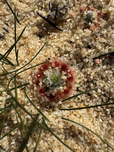 Drosera rechingeri (Drosera rechingeri)