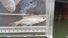 Richardsonius balteatus