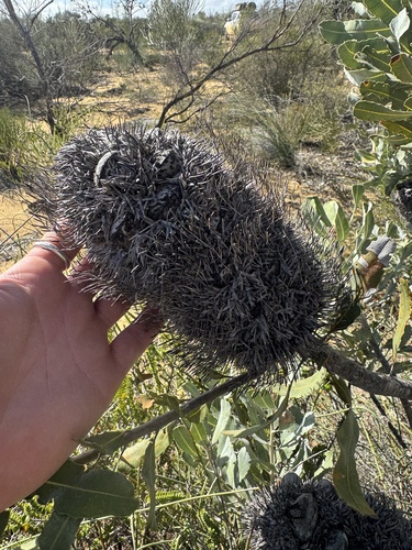 sceptre banksia (Banksia sceptrum)