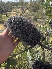 Banksia sceptrum, photograph (c) Tyler Anthony, some rights reserved (CC BY)