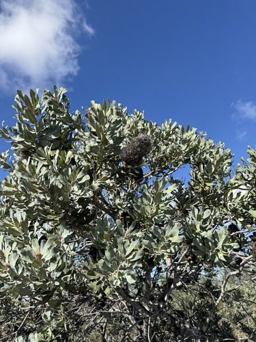 Banksia sceptrum, photograph 6