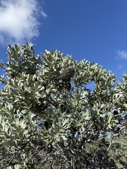 Banksia sceptrum, photograph (c) Tyler Anthony, some rights reserved (CC BY)