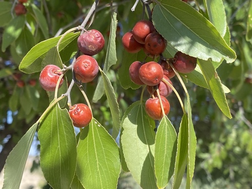 buffalo-thorn