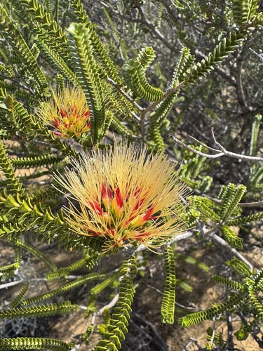 Kalbarri Beaufortia (Melaleuca aestiva)