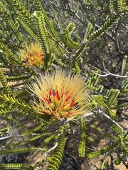Melaleuca aestiva, photograph (c) Tyler Anthony, some rights reserved (CC BY)
