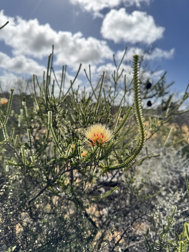 Melaleuca aestiva, photograph 6