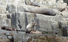 Arctocephalus