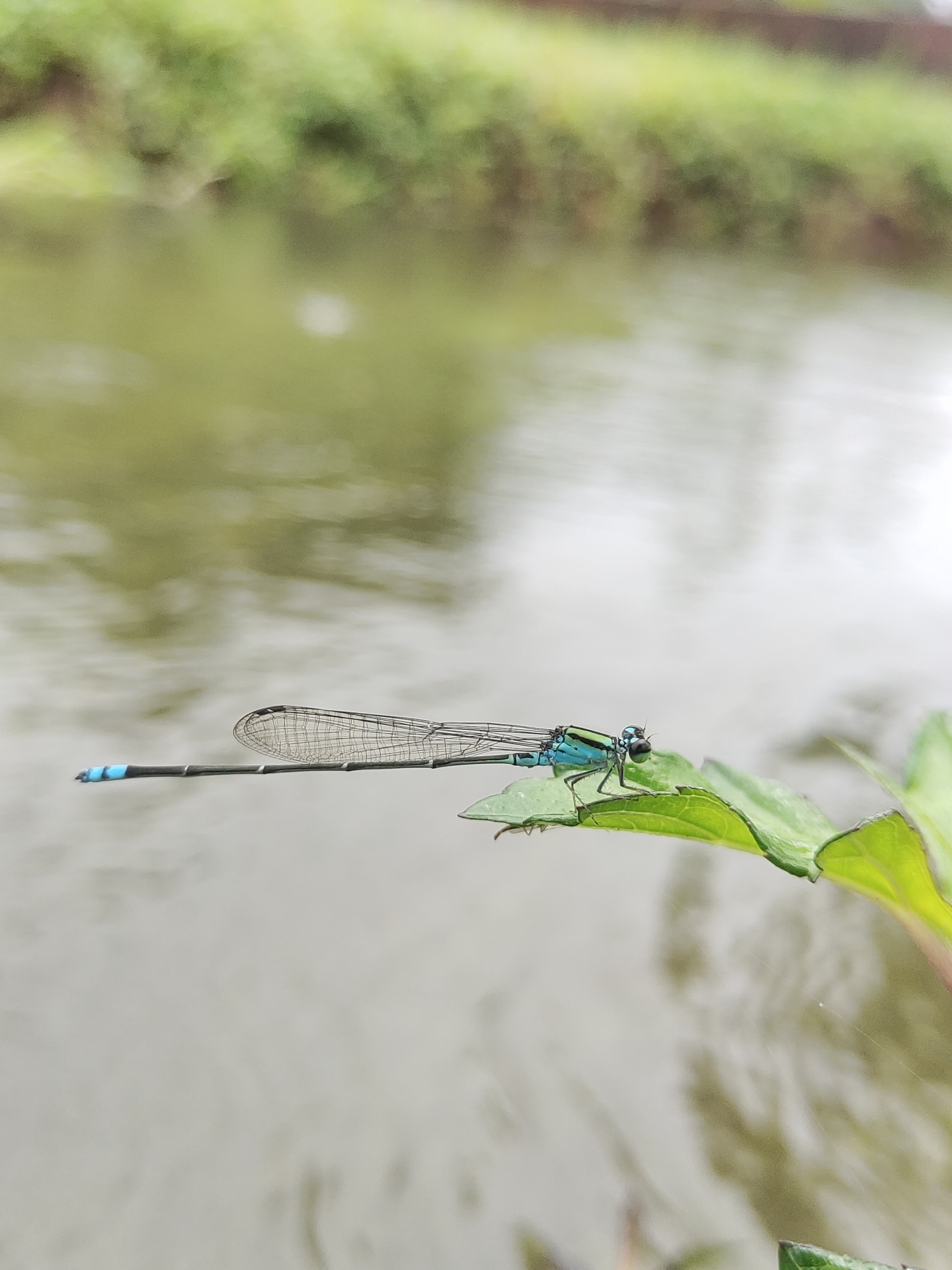 Yellow-Striped Sprite