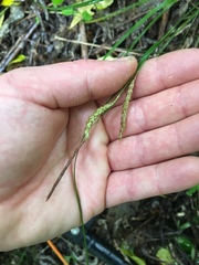 Carex spinirostris