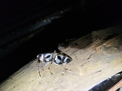 Desmia bajulalis