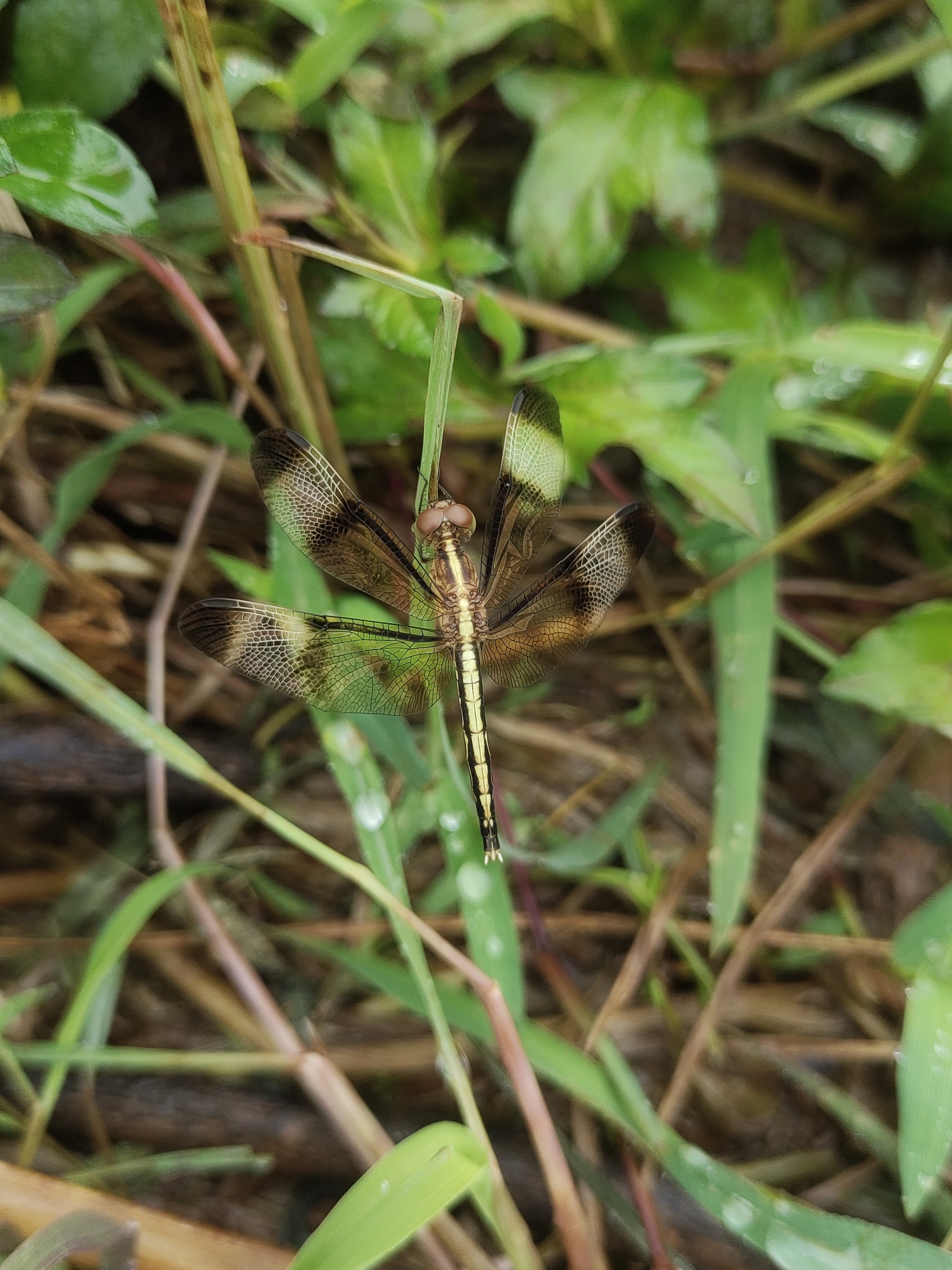 Pied Paddy Skimmer