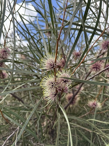 Hakea pycnoneura