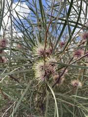 Hakea pycnoneura
