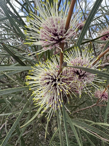 Hakea pycnoneura, photograph 2