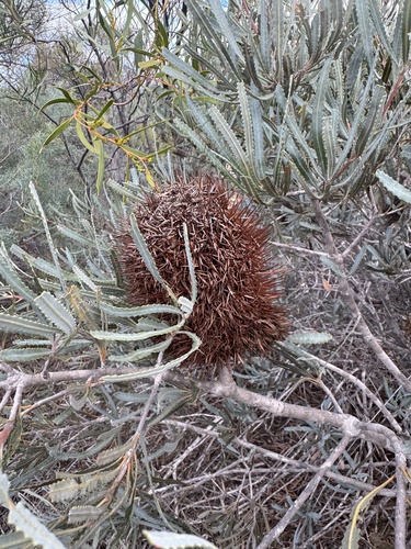 Porcupine Banksia (Banksia lindleyana)