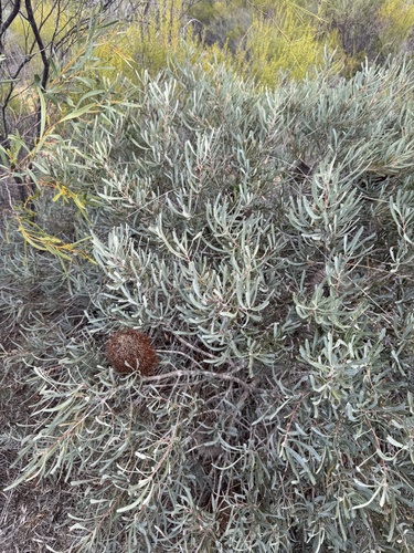 Banksia lindleyana, photograph 2