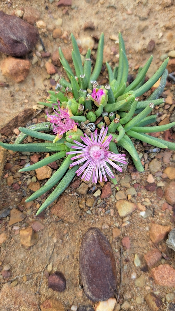 Marlothistella stenophylla (L.Bolus) S.A.Hammer