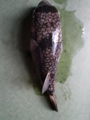 Chelonodontops patoca