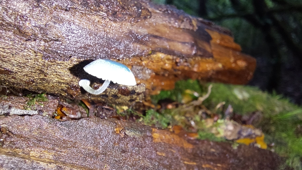 Mycena interrupta · July 2025 · photo: © tassietravelsblog (iNaturalist, cc0)