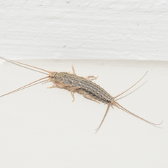 Ctenolepisma lineatum