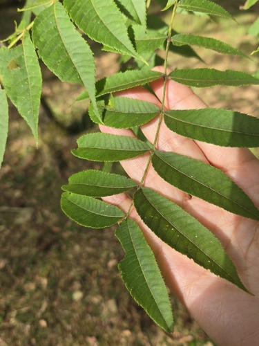 Platycarya strobilacea, photograph 4