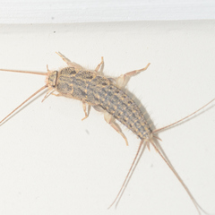 Ctenolepisma lineatum