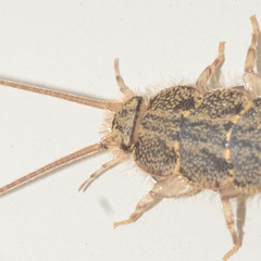 Ctenolepisma lineatum