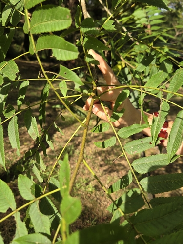 Platycarya strobilacea, photograph 5