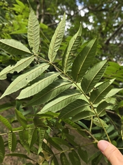 Platycarya strobilacea, photograph (c) 賴碧珠, some rights reserved (CC BY)