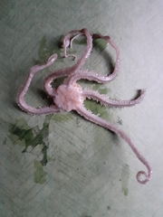 Macrophiothrix