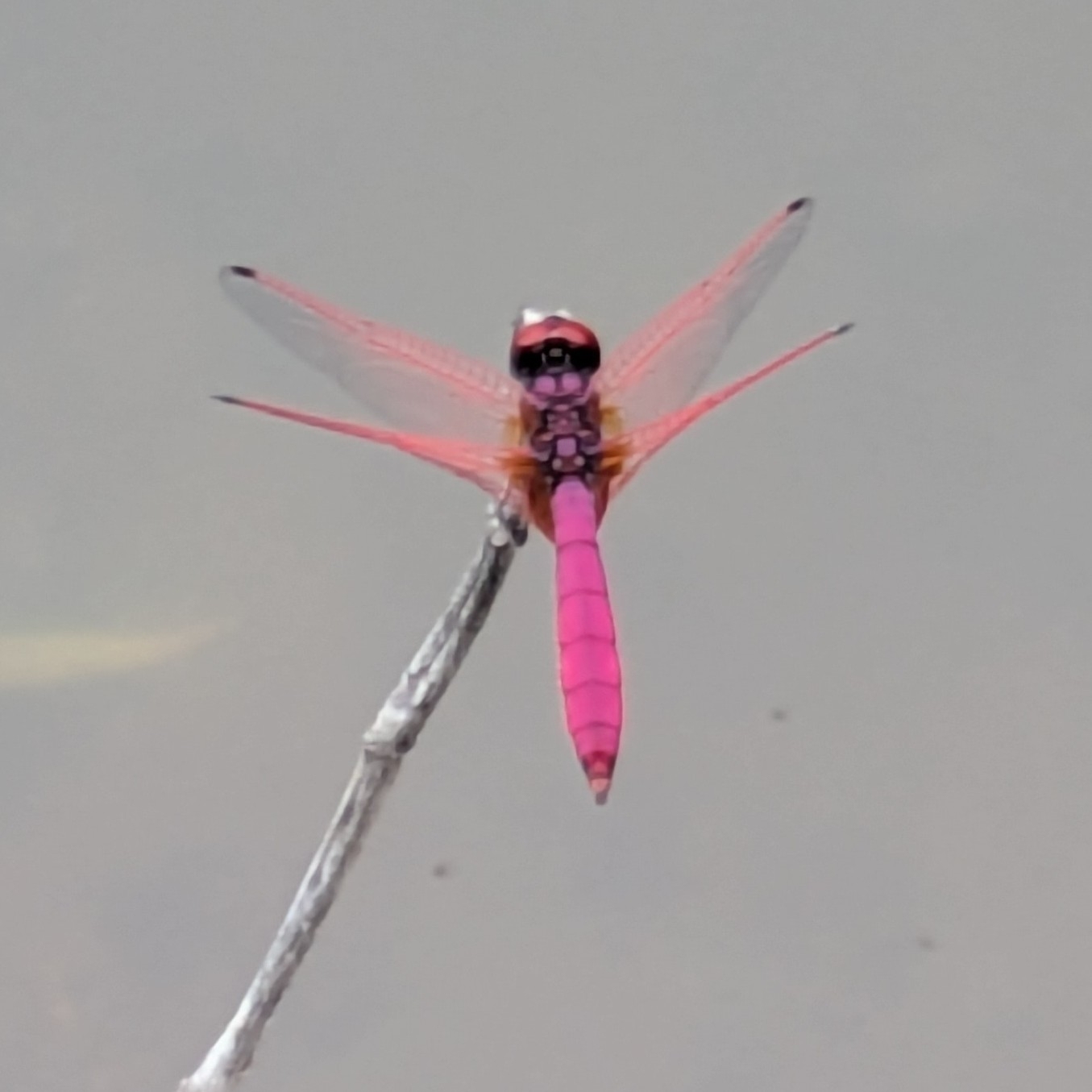 Crimson Marsh Glider