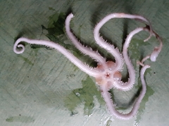 Macrophiothrix