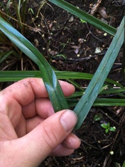 Dianella latissima