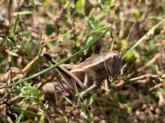 Paratylotropidia brunneri