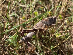 Paratylotropidia brunneri