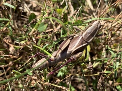 Paratylotropidia brunneri