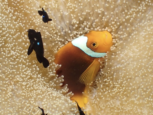 Amphiprion leucokranos observed 2025-07-03