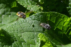 Anthidium maculosum
