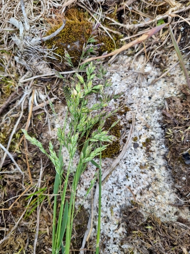 Poa humilis observed 2025-06-26